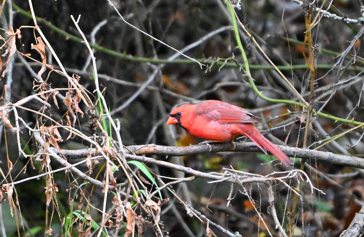 Northern Cardinal - ML643522854