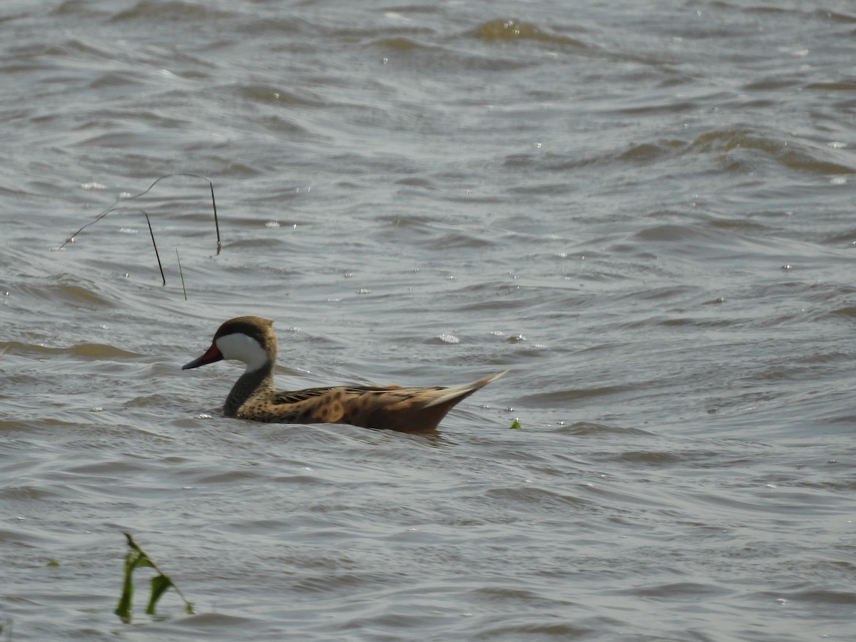 White-cheeked Pintail - ML643522868