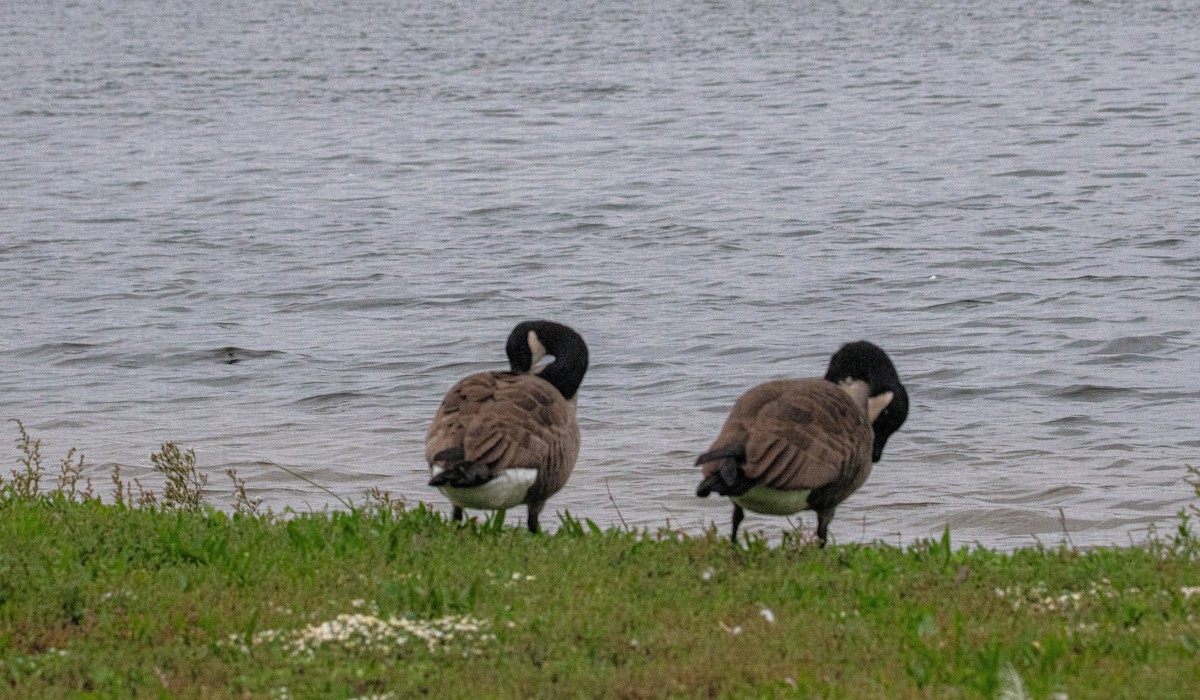 Canada Goose - ML643522877