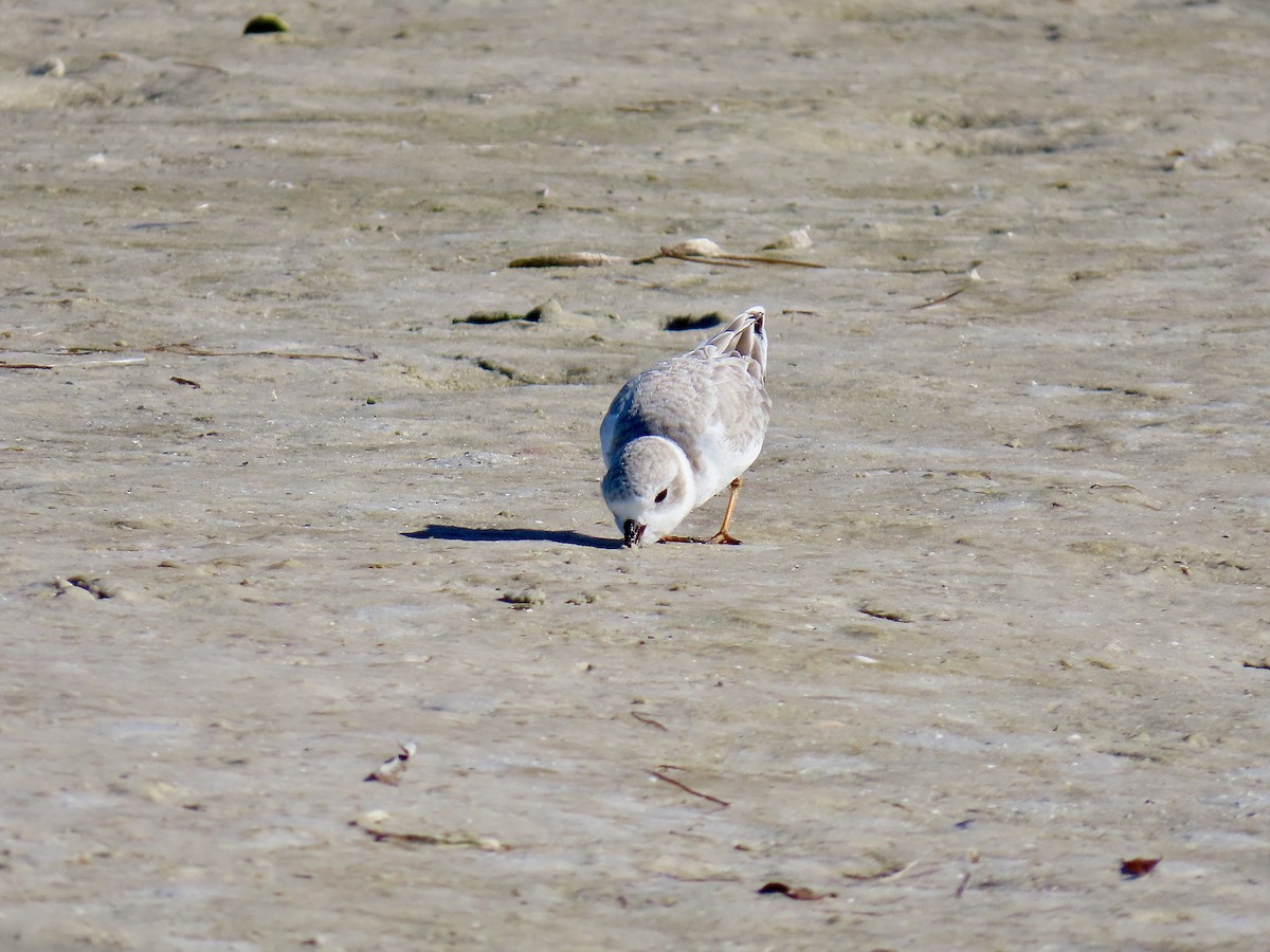 Piping Plover - ML643522880