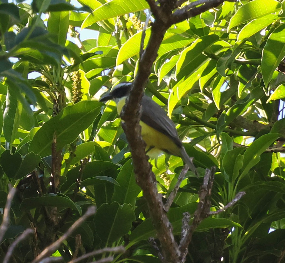 Boat-billed Flycatcher - ML643522895