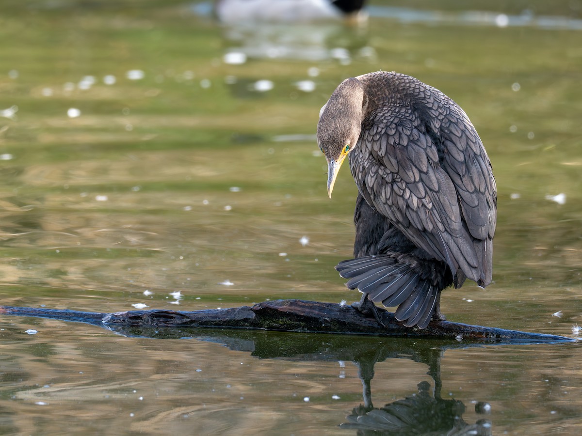 Double-crested Cormorant - ML643522909
