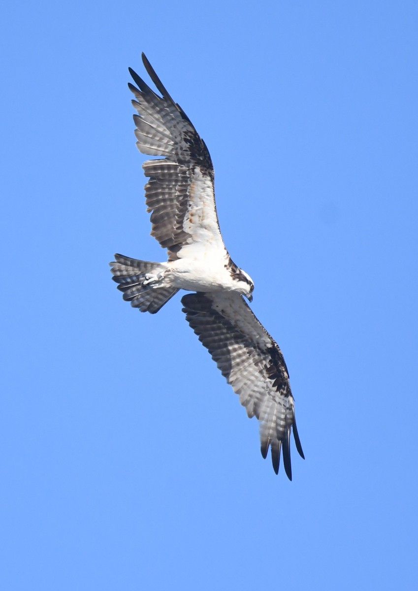 Balbuzard pêcheur - ML643522910