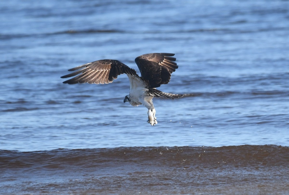 Balbuzard pêcheur - ML643522911