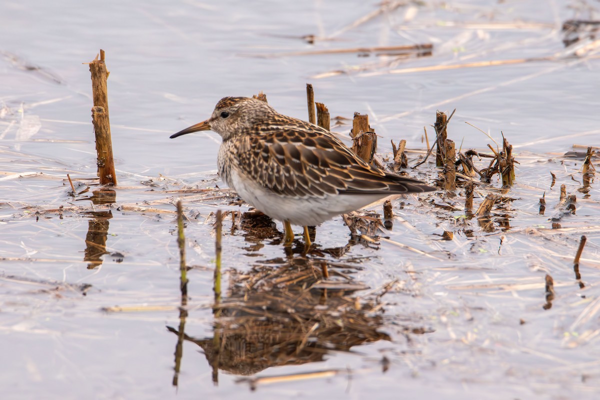 Pectoral Sandpiper - ML643522914