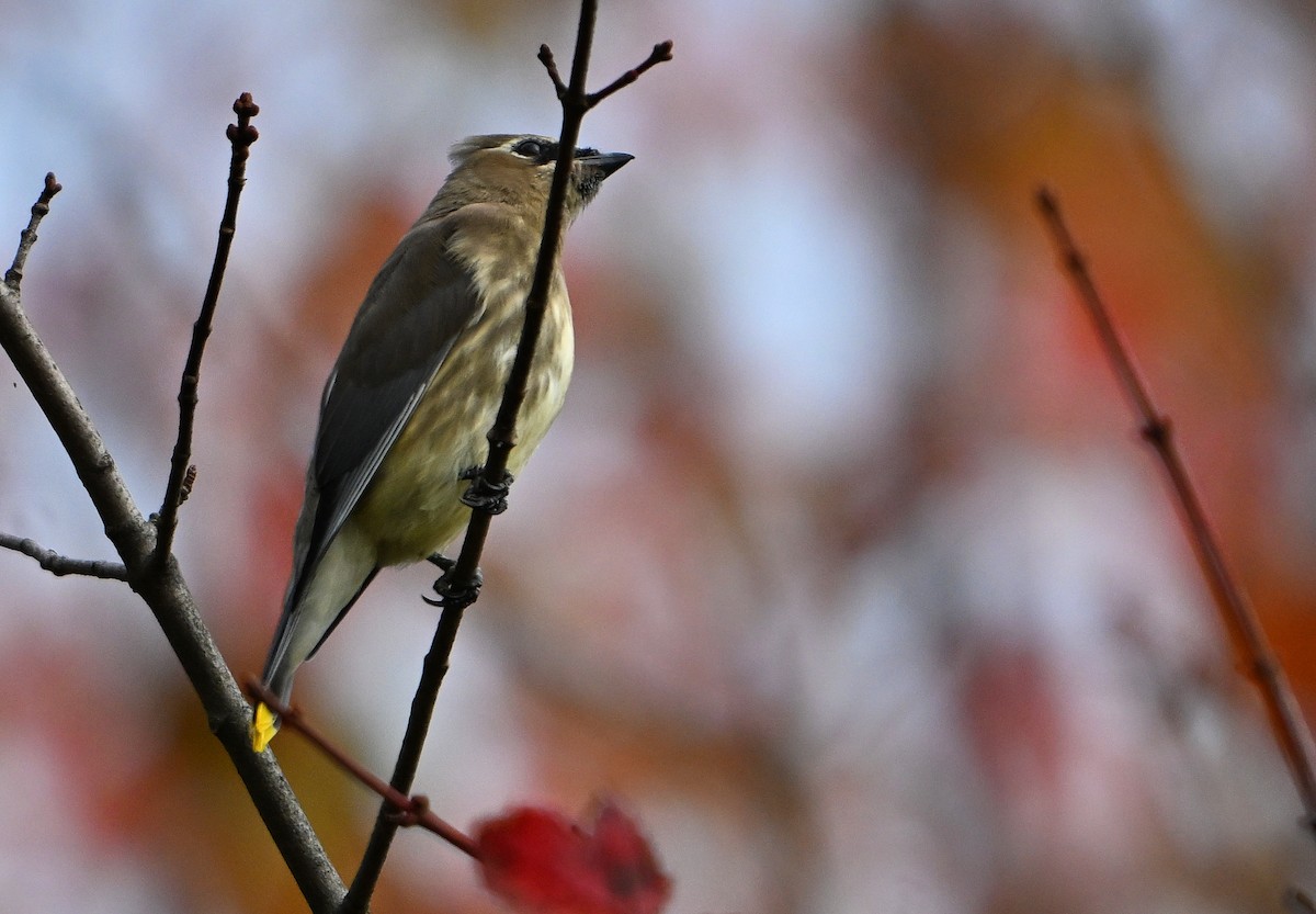 Cedar Waxwing - ML643522915
