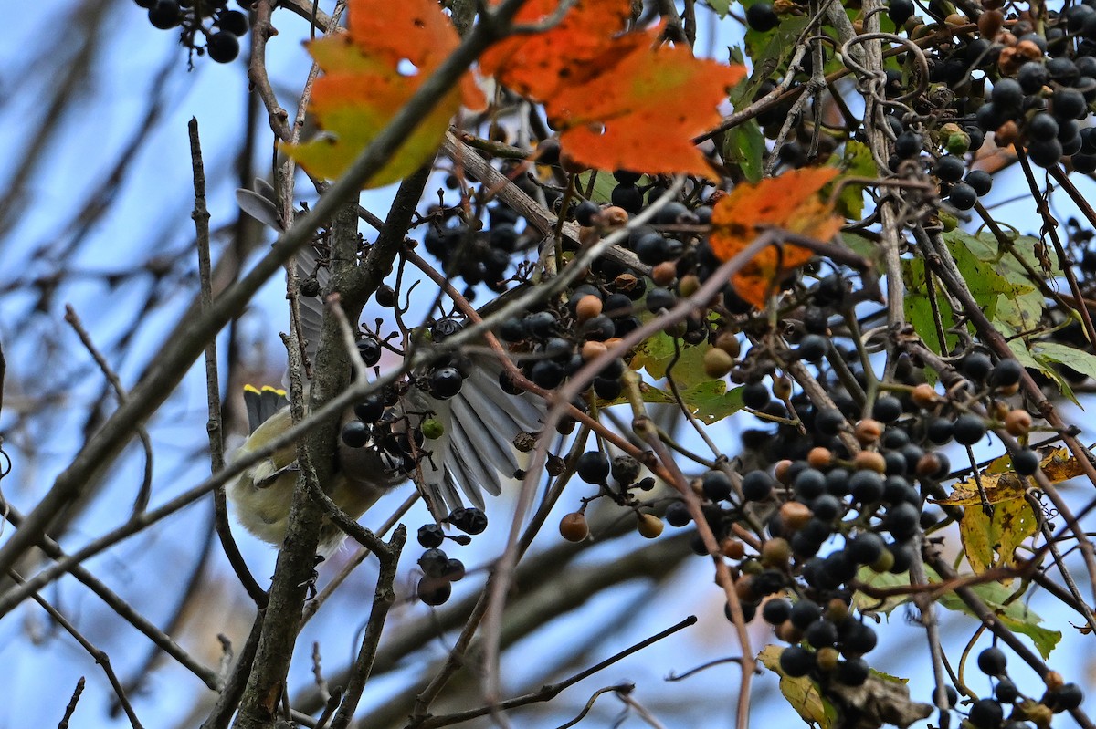 Cedar Waxwing - ML643522916