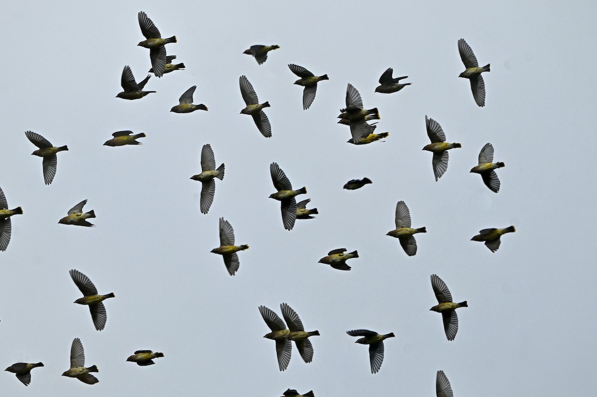Cedar Waxwing - ML643522917