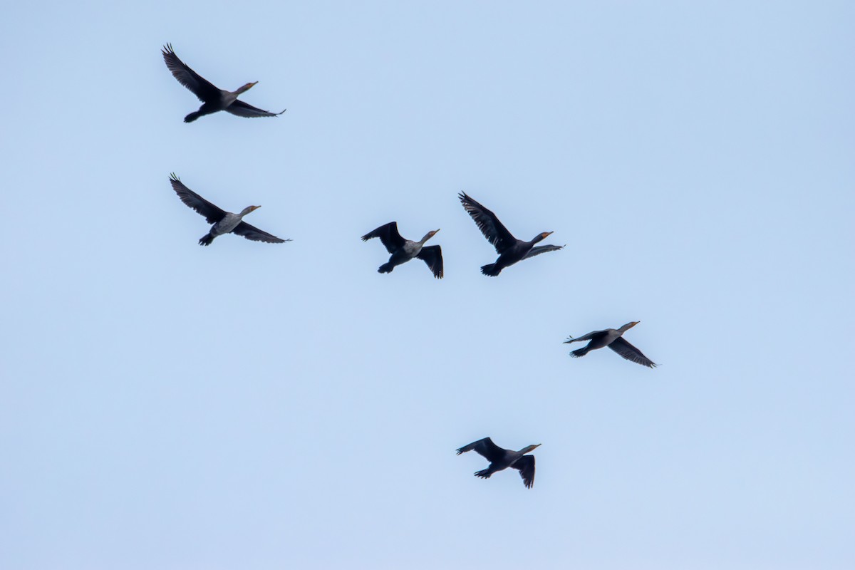 Double-crested Cormorant - ML643522942
