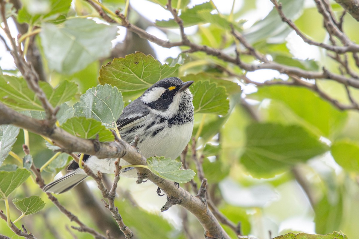 Black-throated Gray Warbler - ML643522943