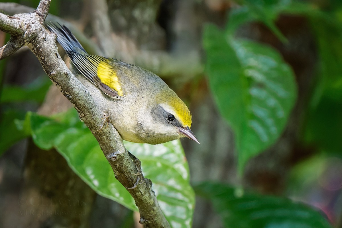 Golden-winged Warbler - ML643522950