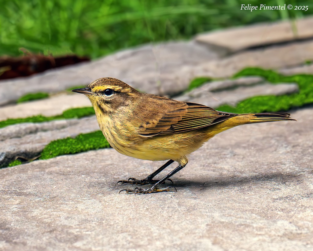 Palm Warbler - ML643522953