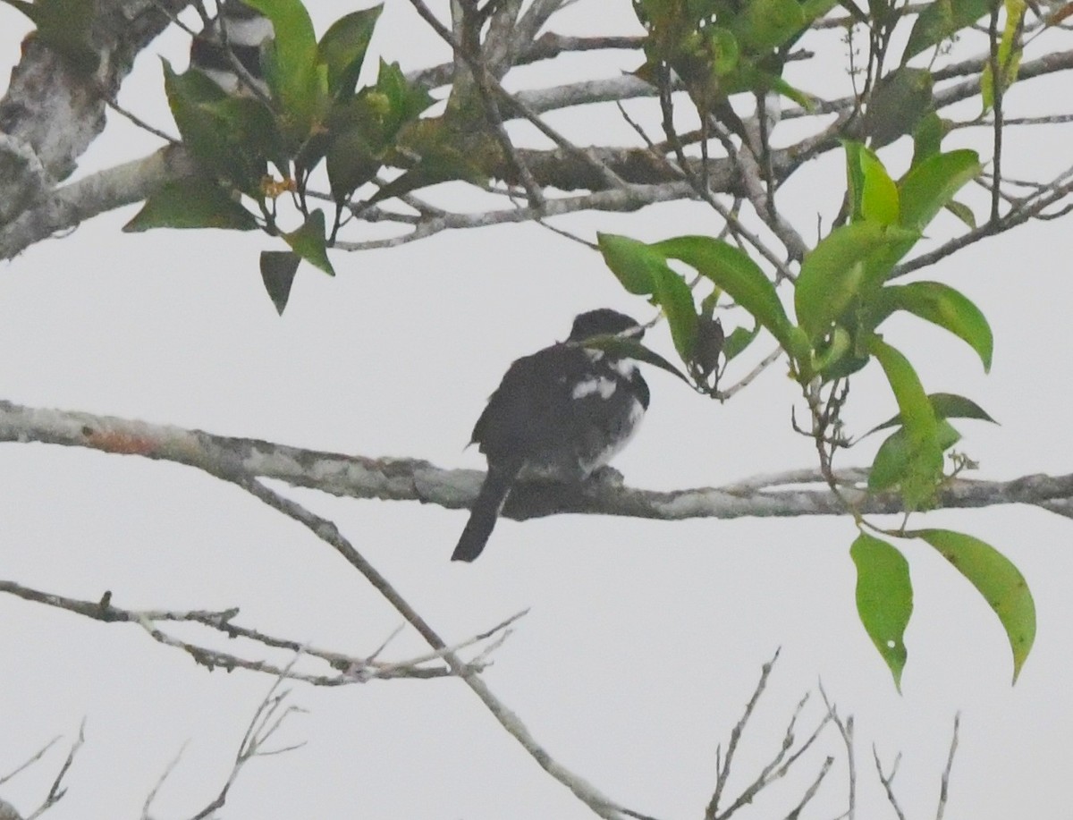 Pied Puffbird - ML643522956