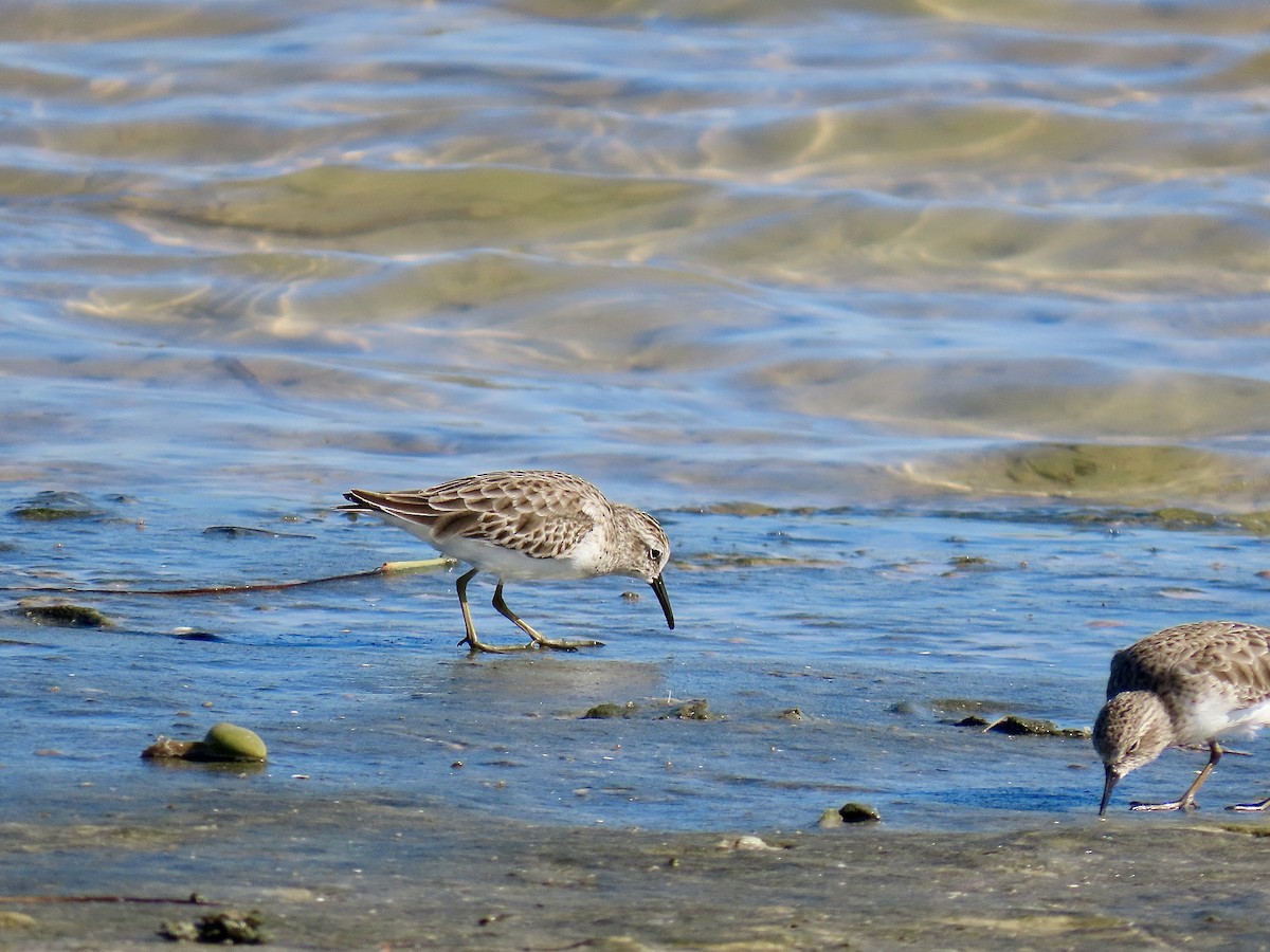 pygmésnipe - ML643522965