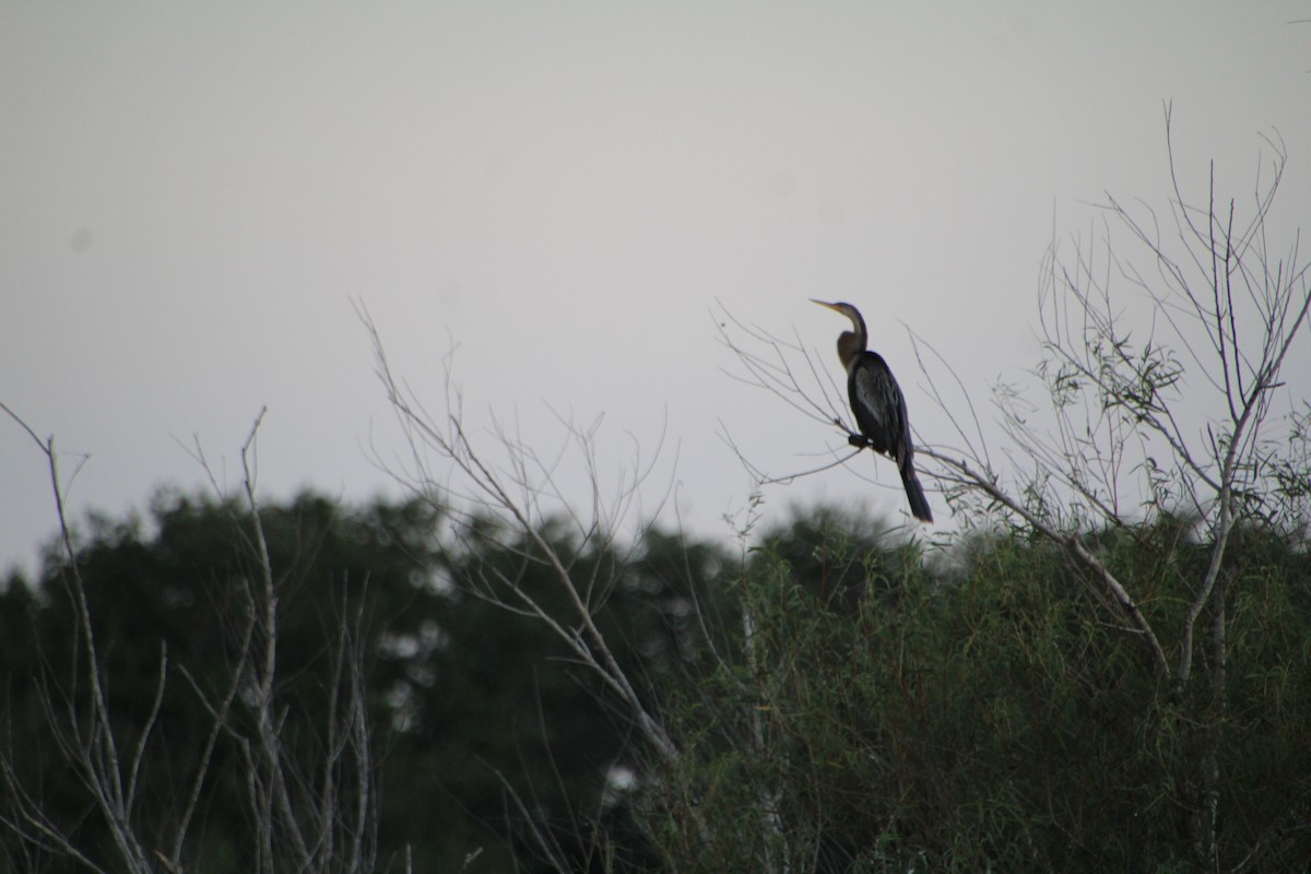 Anhinga - ML643522974