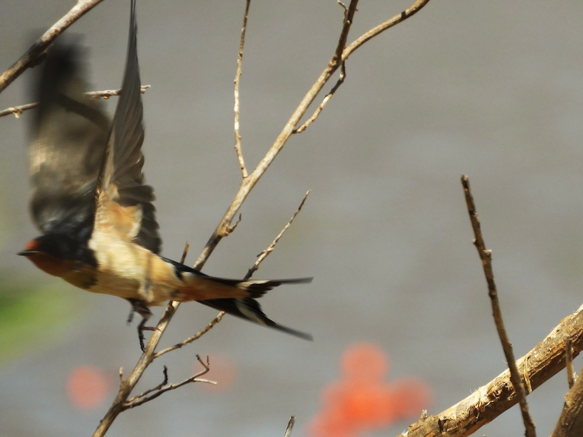 Barn Swallow - ML643522980