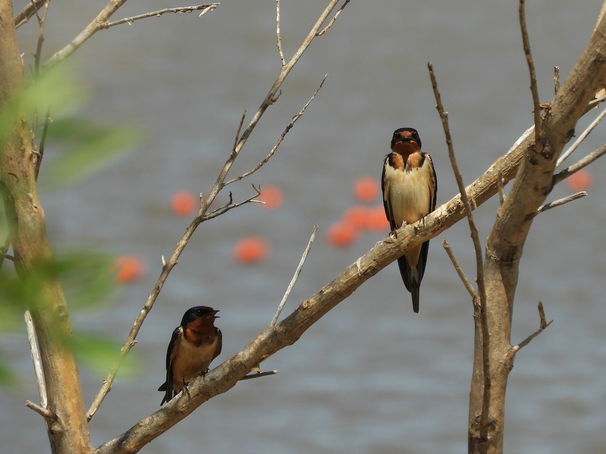 Barn Swallow - ML643522981
