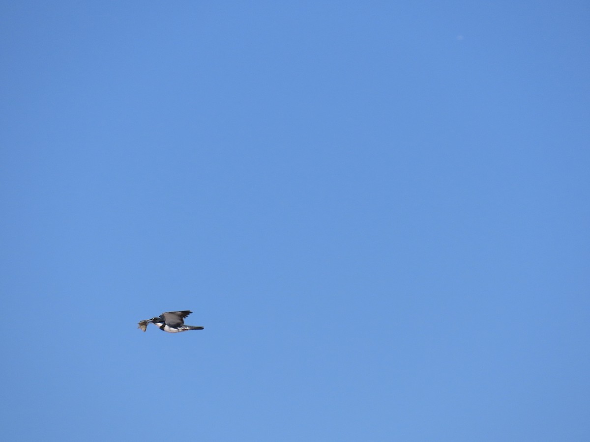 Belted Kingfisher - ML643522999