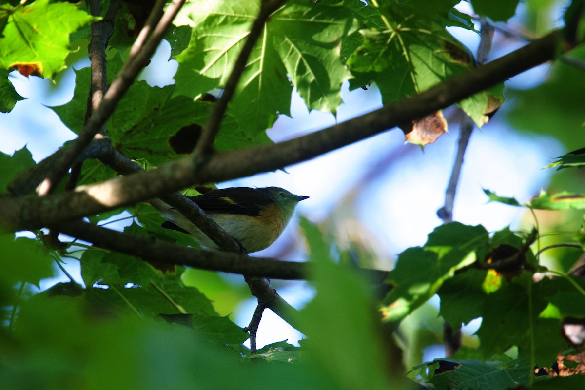 American Redstart - ML643523017