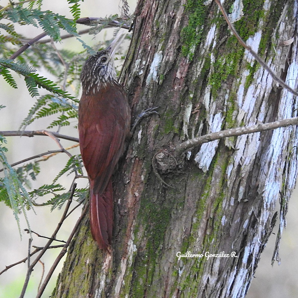 Straight-billed Woodcreeper - ML643523022