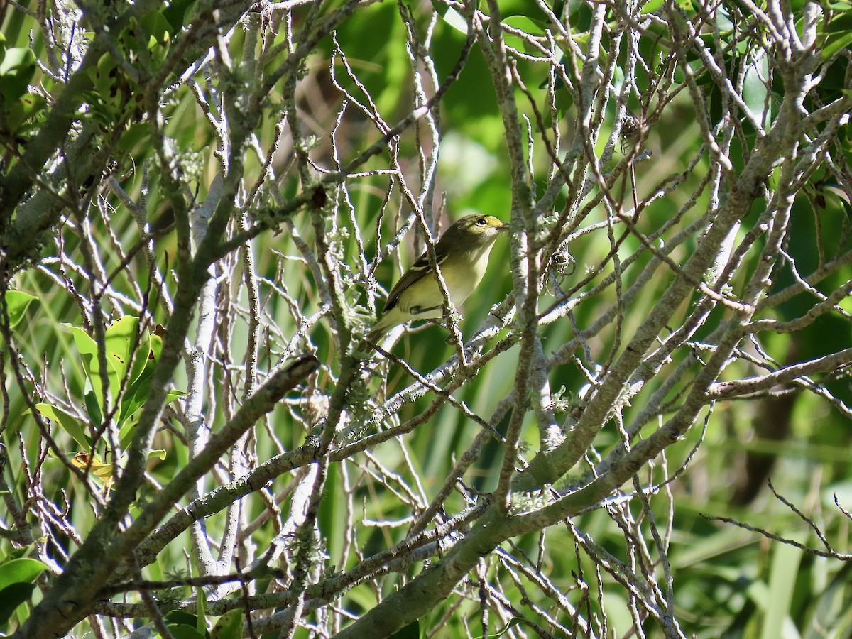 Vireo Ojiblanco - ML643523026