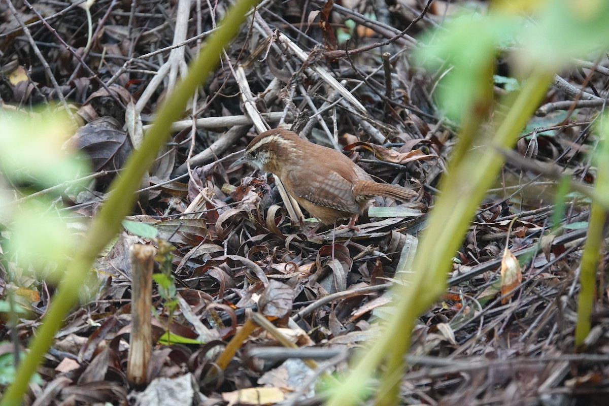 Carolina Wren - ML643523029