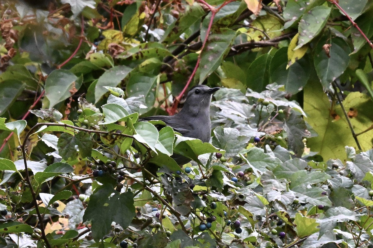 Gray Catbird - ML643523061