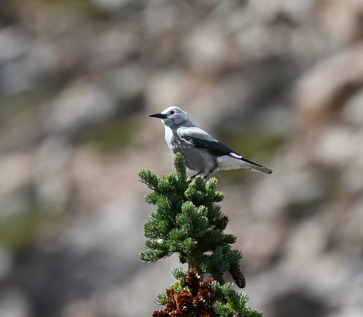 Clark's Nutcracker - ML643523062
