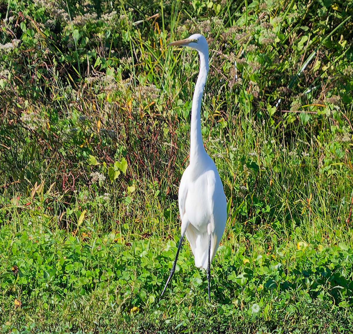 Grande Aigrette - ML643523069