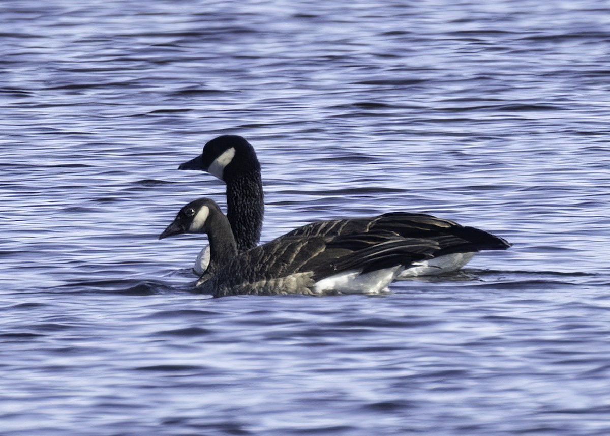 Branta kanadar txikia - ML643523070