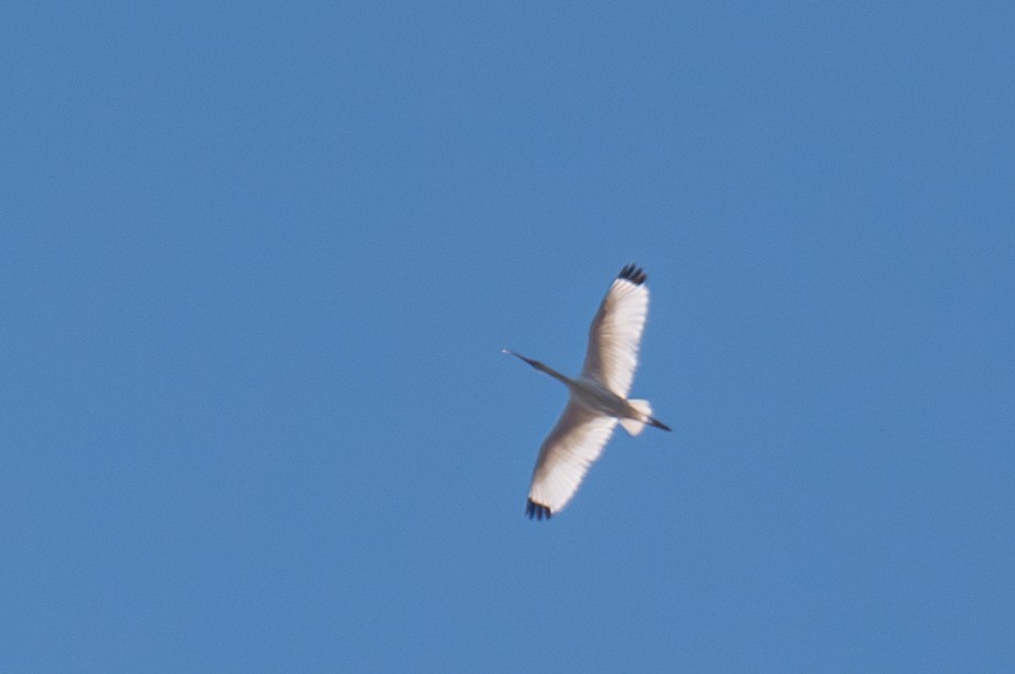 White Ibis - ML643523071