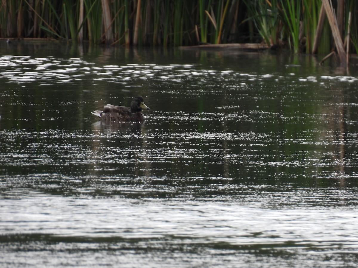 Canard colvert - ML643523074
