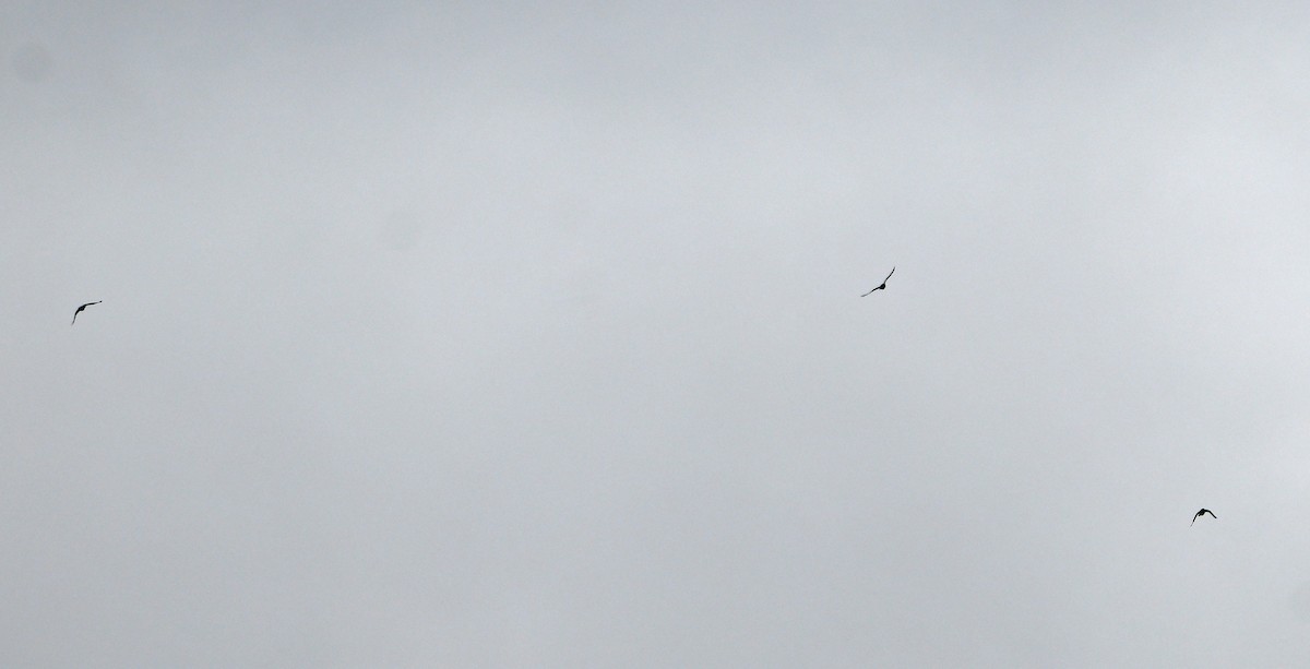 Grand Corbeau - ML643523075