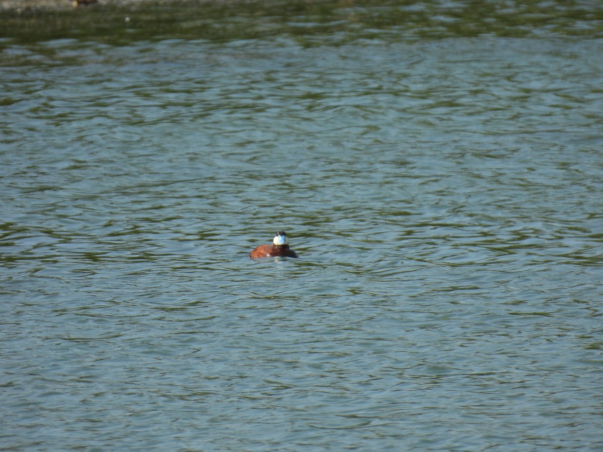 Érismature rousse - ML643523088