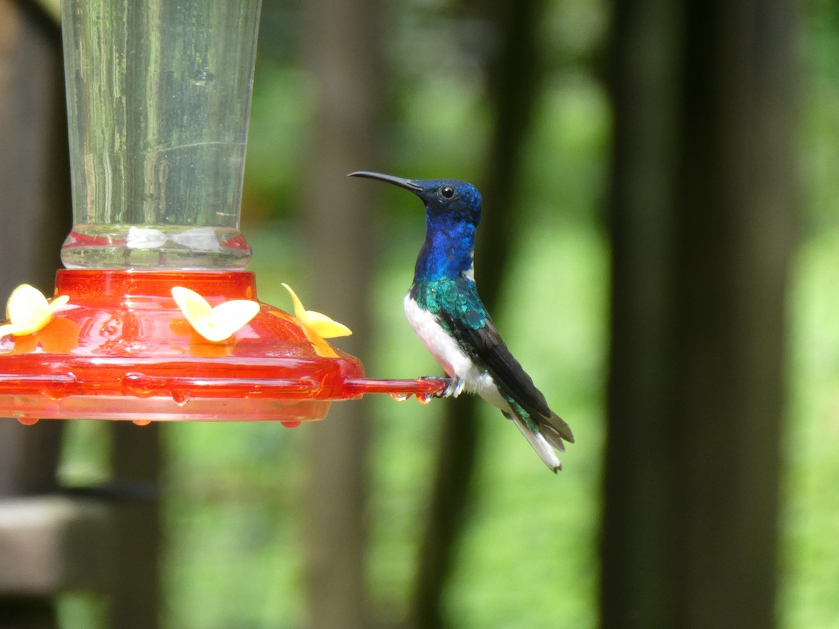 Colibri jacobin - ML643523103