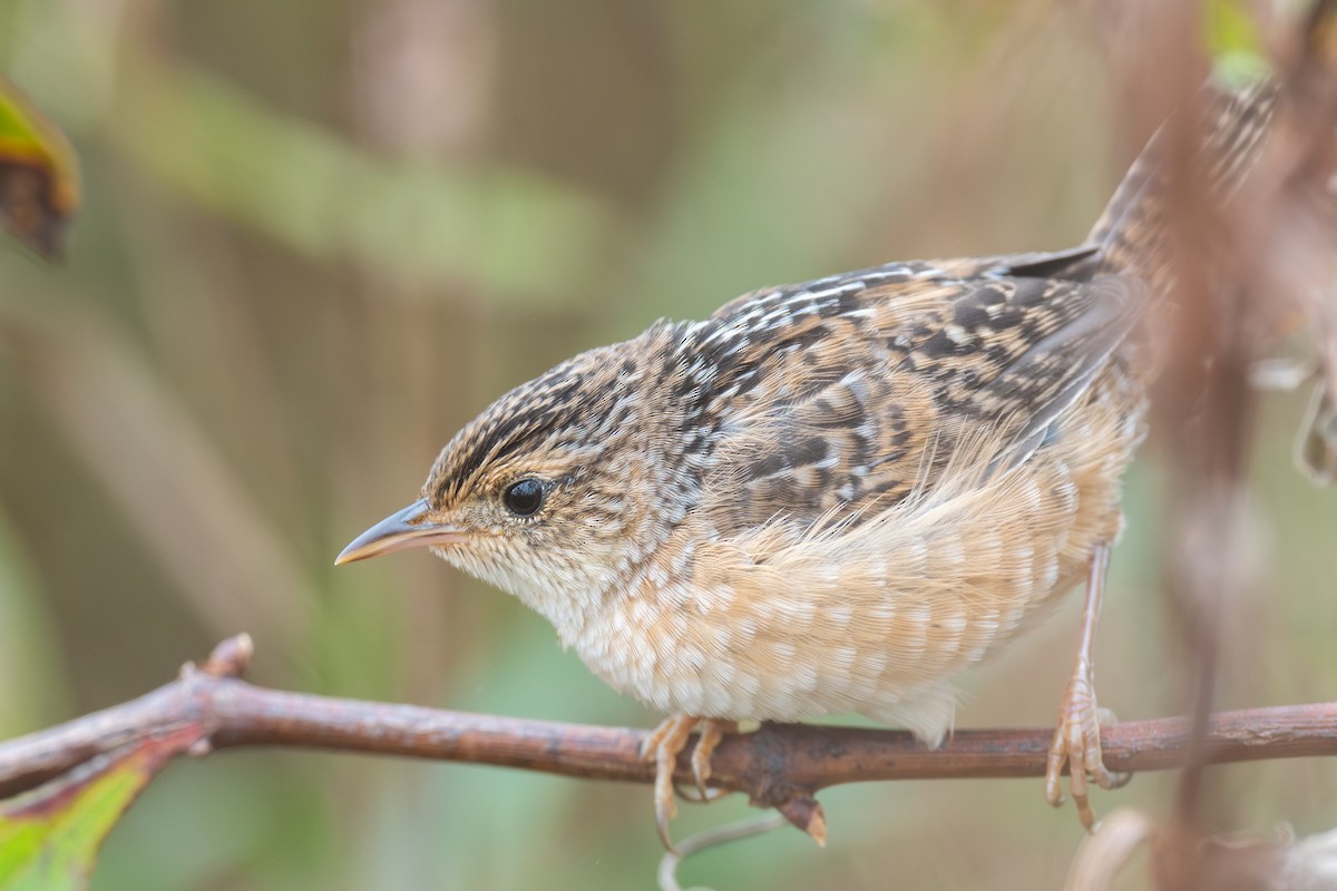 Sedge Wren - ML643523115