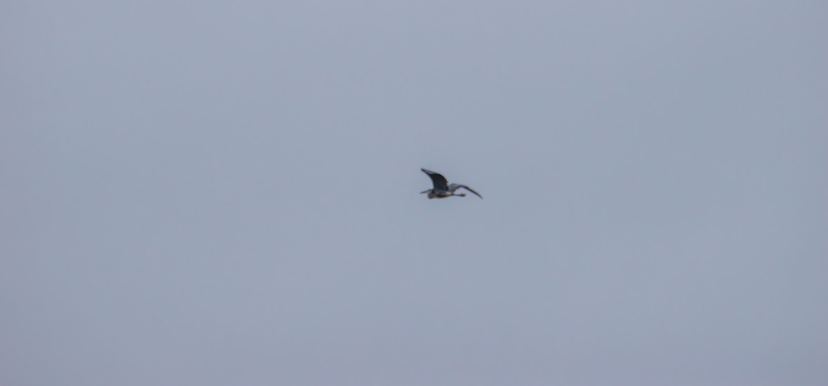 Great Blue Heron - ML643523119