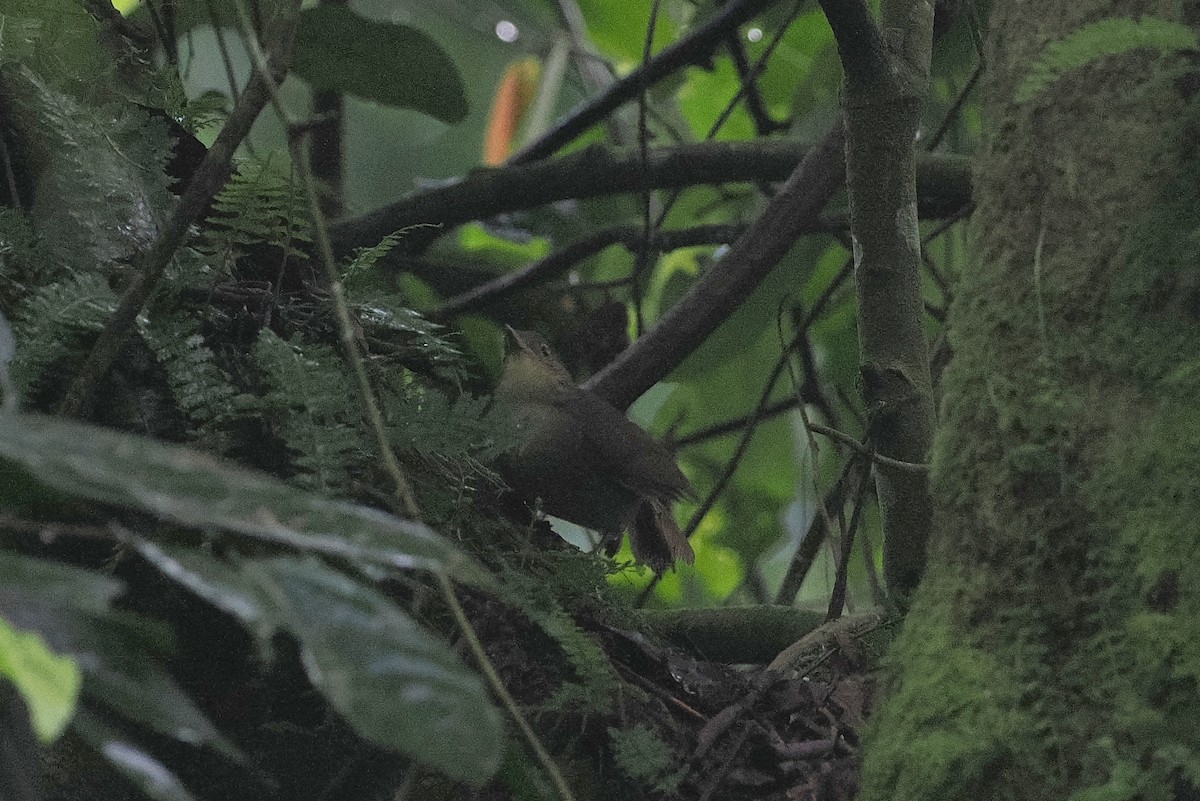 Bulbul de Cabanis (groupe cabanisi) - ML643523120