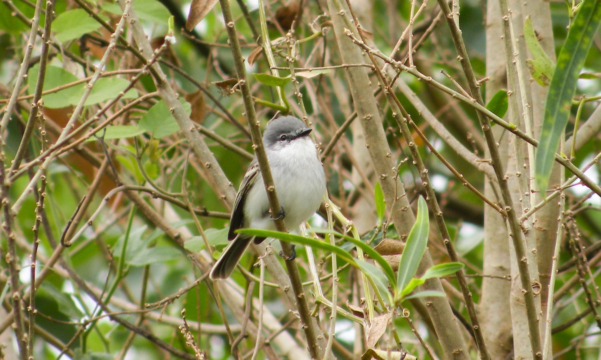 Suiriri Flycatcher - ML643523122