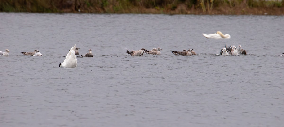 gull sp. - ML643523127