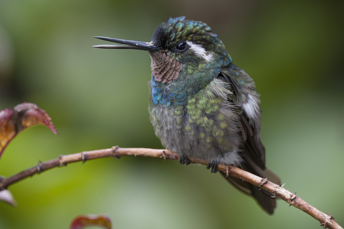 Colibri à gorge pourprée - ML643523132