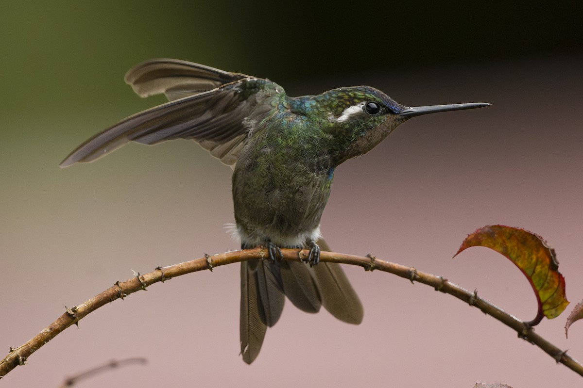 Colibri à gorge pourprée - ML643523133