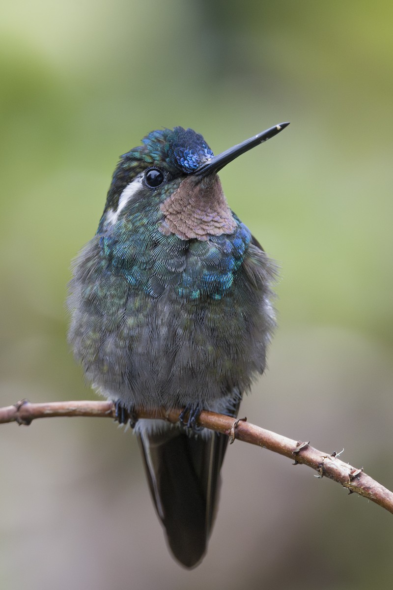 Colibri à gorge pourprée - ML643523134