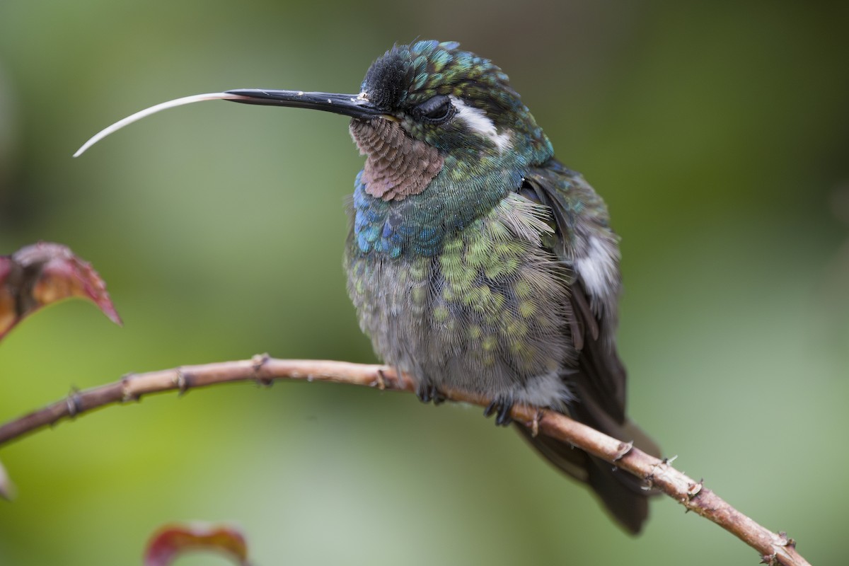 Colibri à gorge pourprée - ML643523135