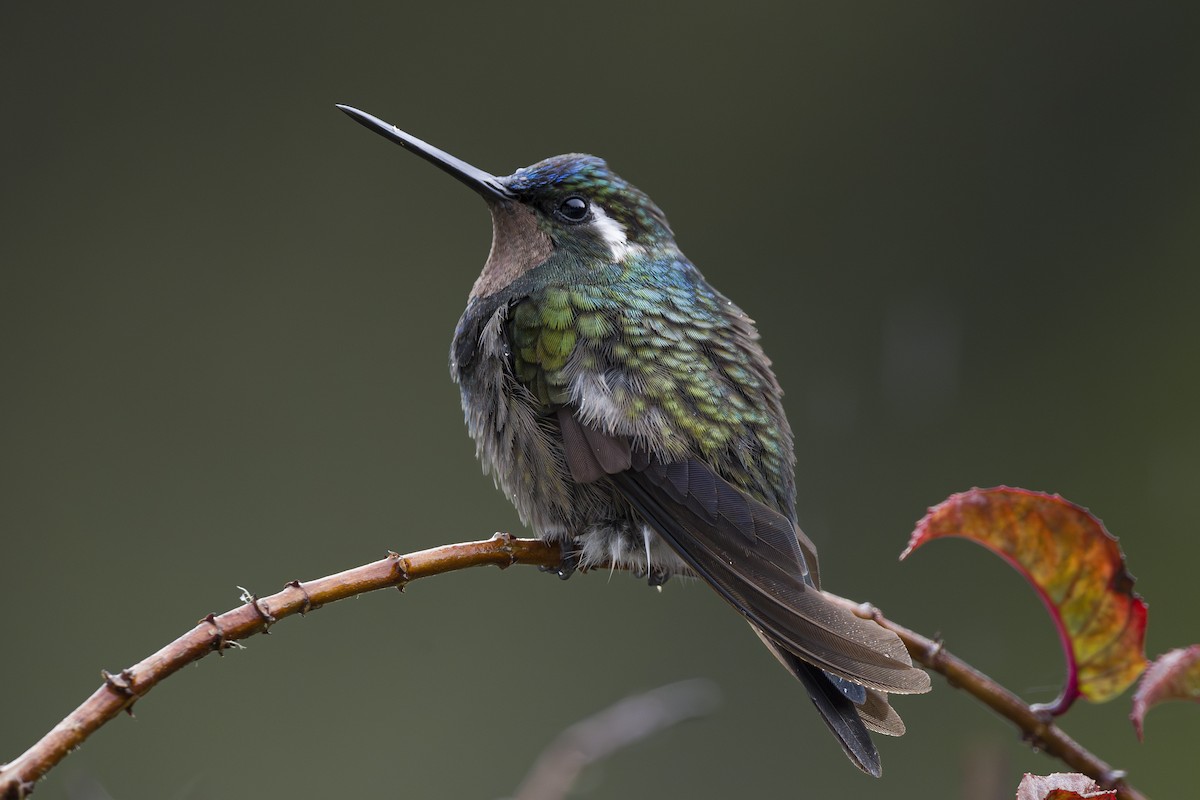 Colibri à gorge pourprée - ML643523136