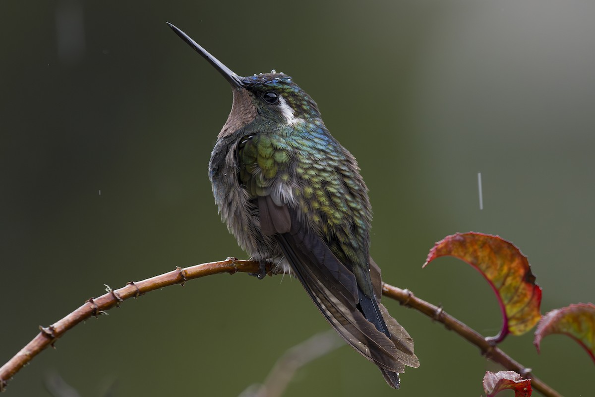Colibri à gorge pourprée - ML643523137
