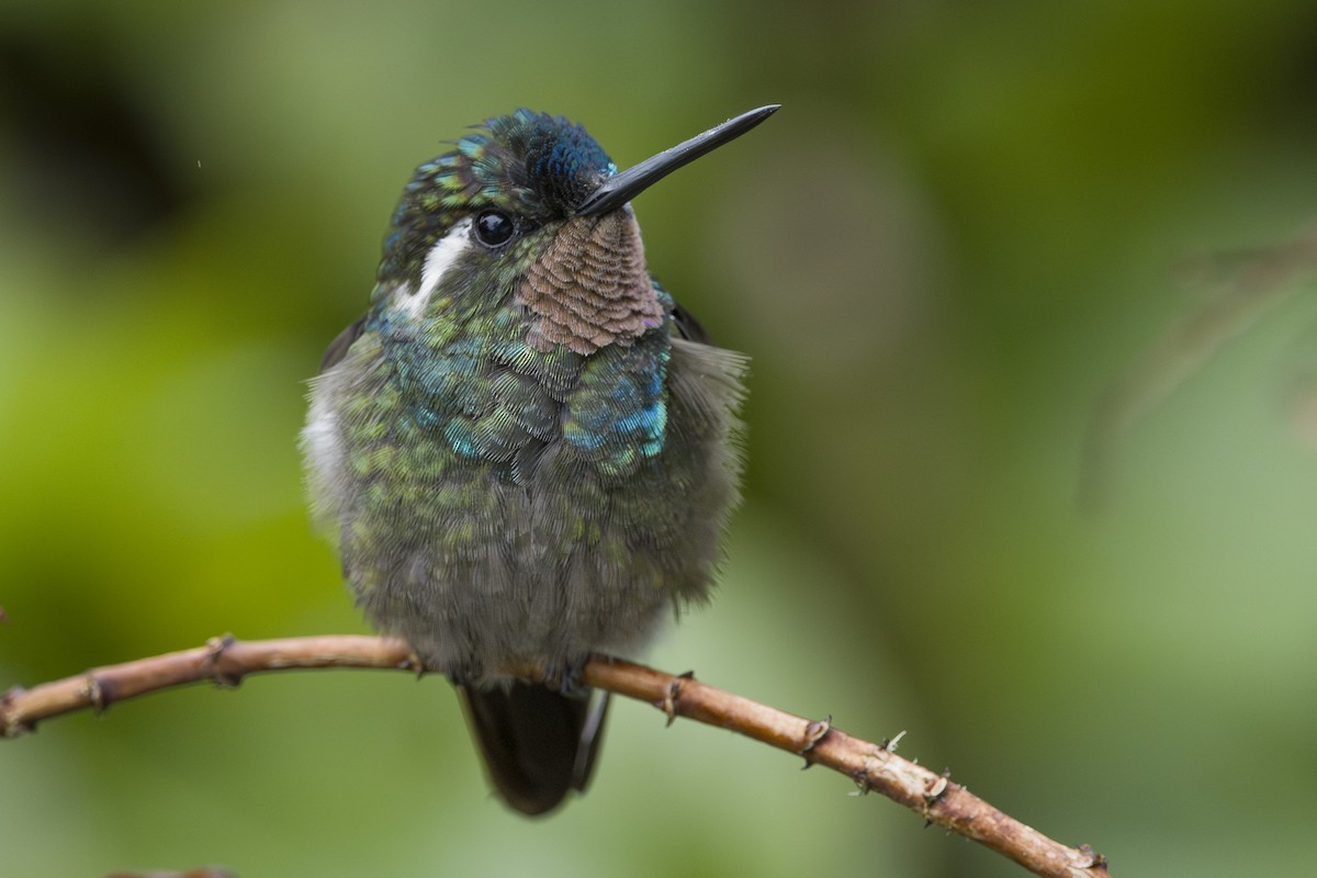 Colibri à gorge pourprée - ML643523138