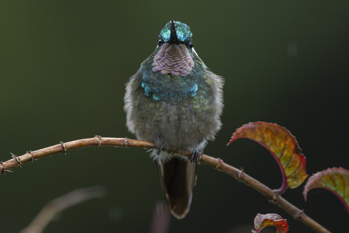 Colibri à gorge pourprée - ML643523139