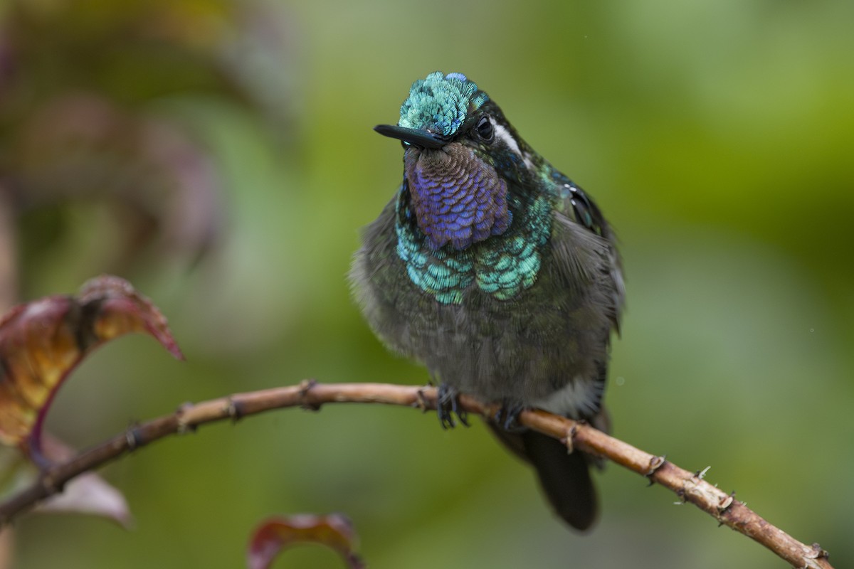Colibri à gorge pourprée - ML643523140