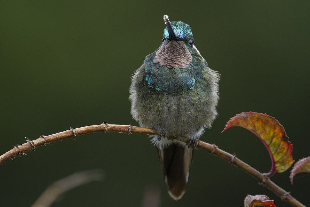 Colibri à gorge pourprée - ML643523141